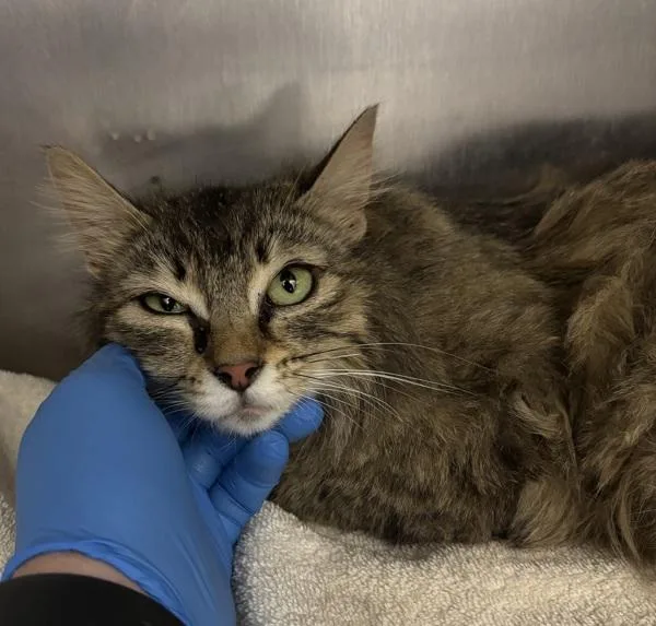 An adult medium-sized female Domestic Long Hair cat named Rivian for adoption in Silverdale, WA