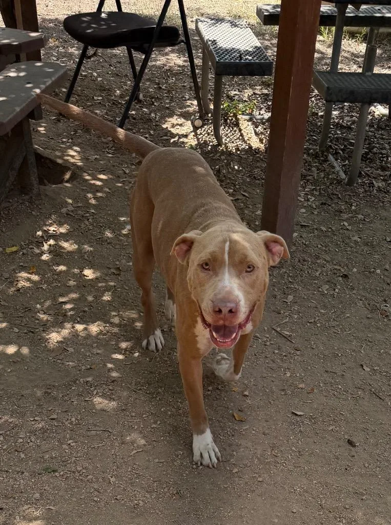 An adult large-sized male Staffordshire Bull Terrier dog named Tex for adoption in Missouri City, TX