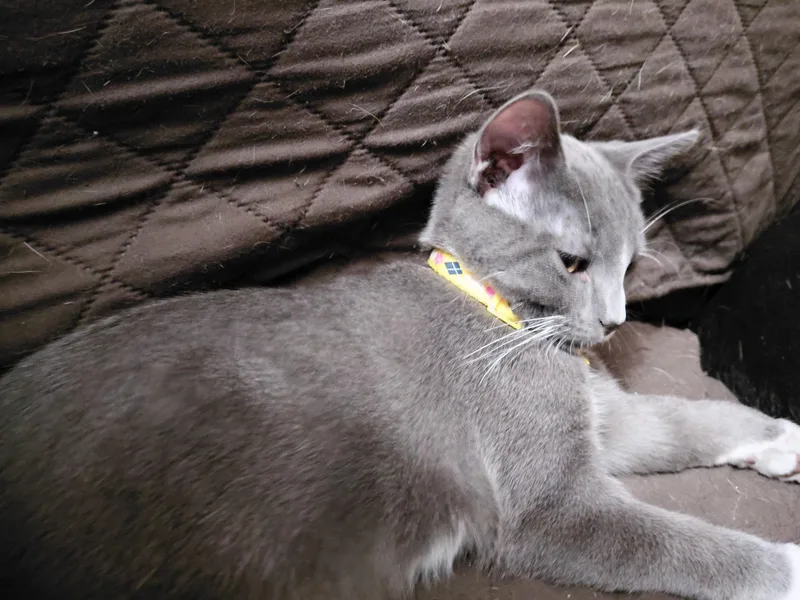 A young small-sized male Gray & White Domestic Short Hair cat named Patrick for adoption in Waseca, MN