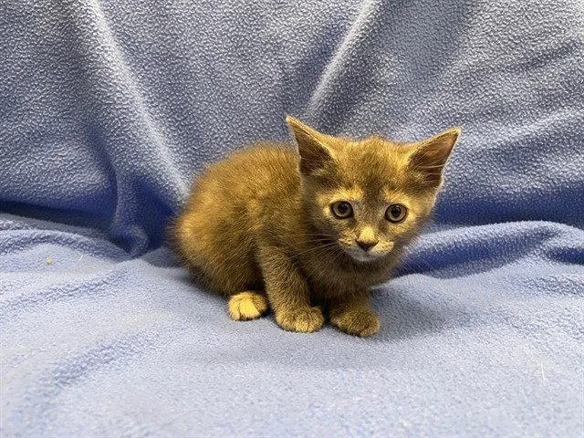 A baby small-sized female Domestic Medium Hair cat named Ming Ming for adoption in Tavares, FL