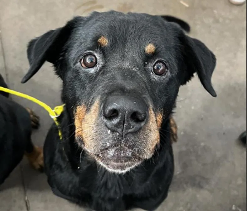An adult large-sized female Rottweiler dog named Shyla for adoption in Hillsboro, NH