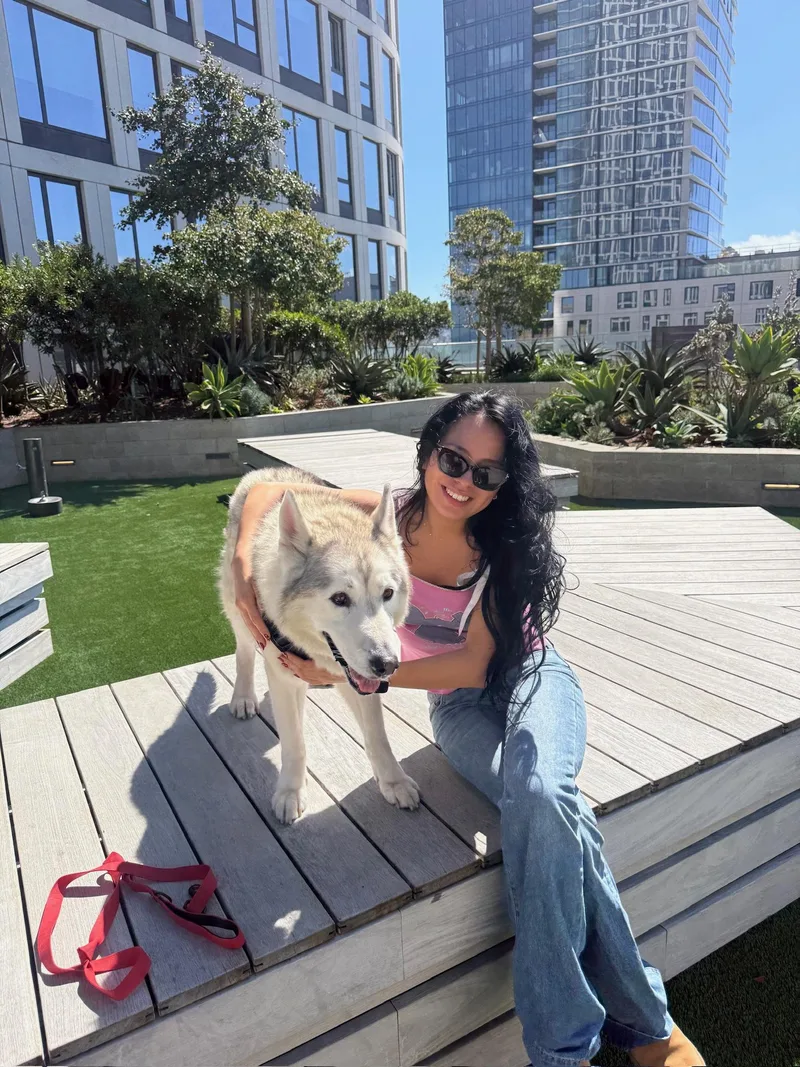 A young medium-sized male Siberian Husky dog named River for adoption in santa monica, CA