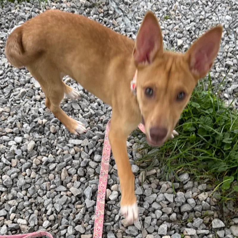 A baby small-sized female Apricot / Beige Shepherd dog named Hazel for adoption in Columbia Station, OH
