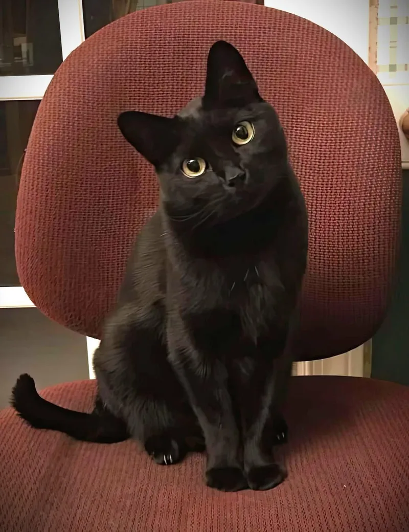 An adult medium-sized male Black Domestic Short Hair cat named Jackson Samuel L for adoption in Cincinnati, OH
