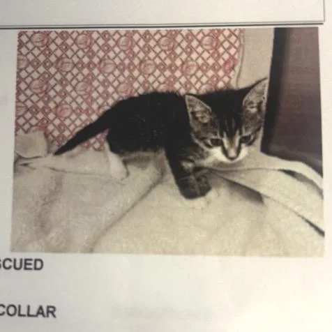A baby small-sized male Black American Shorthair cat named Magellan for adoption in Freeport, FL