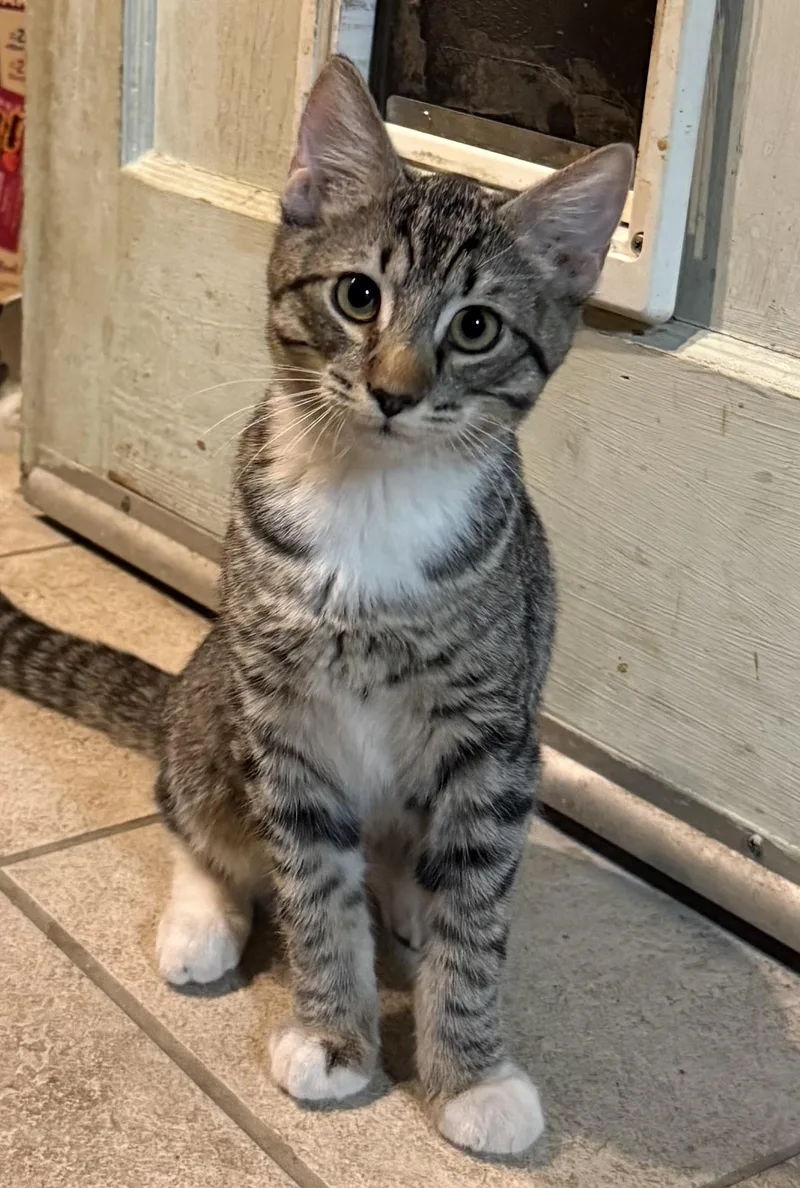 A baby medium-sized male Tabby (Brown / Chocolate) Domestic Short Hair cat named Gary for adoption in Davis, CA