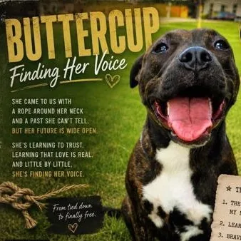 Buttercup thumbnail 2