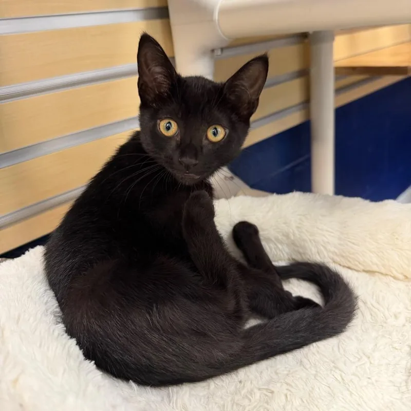 A baby small-sized female Black Domestic Short Hair cat named Lady Bug for adoption in Hampton Bays, NY