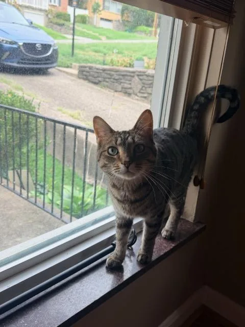An adult medium-sized male Domestic Short Hair cat named Ave for adoption in Cincinnati, OH