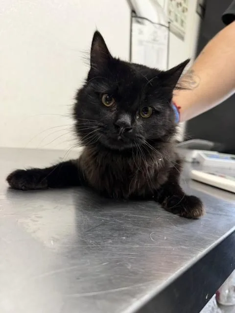 A young small-sized female Domestic Long Hair cat named Gemma for adoption in San Bernardino, CA