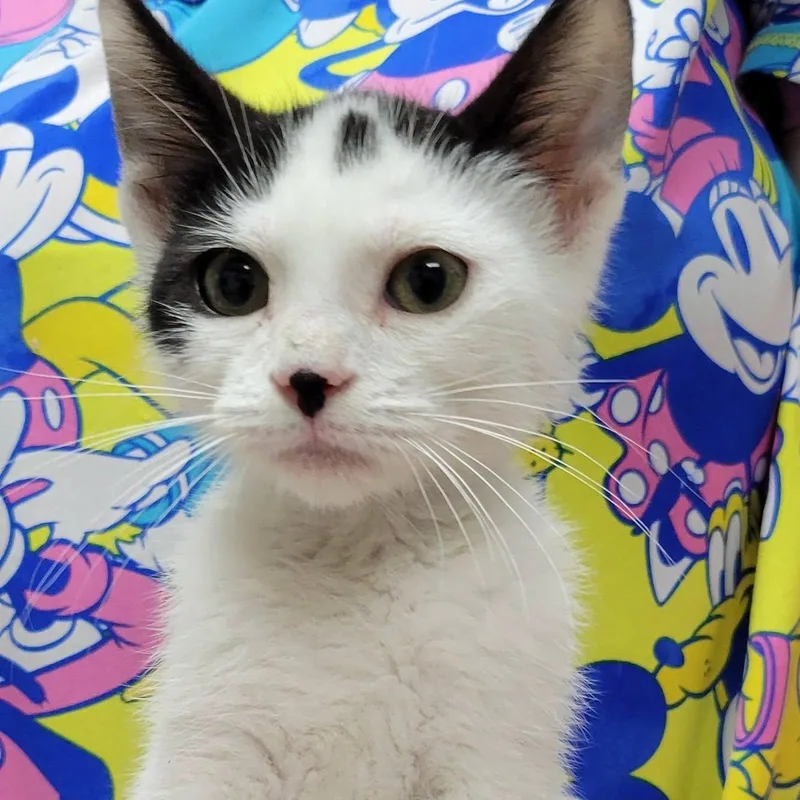 A baby medium-sized male Black & White / Tuxedo Domestic Short Hair cat named Galloway for adoption in Mazon, IL