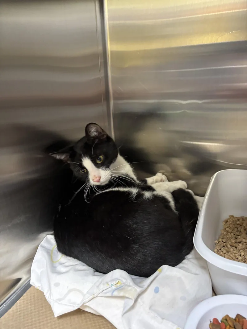 An adult medium-sized male Black & White / Tuxedo Domestic Short Hair cat named Jeep for adoption in Trenton, NJ