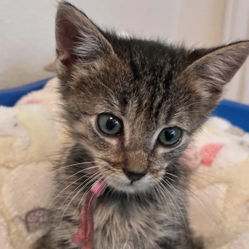 A baby small-sized female Brown / Chocolate Domestic Short Hair cat named Flicker for adoption in Austin, TX