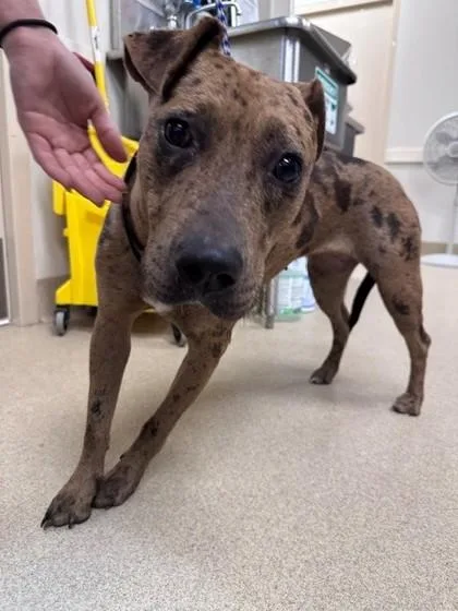 An adult medium-sized female Pit Bull Terrier dog named Benita for adoption in North Richland Hills, TX