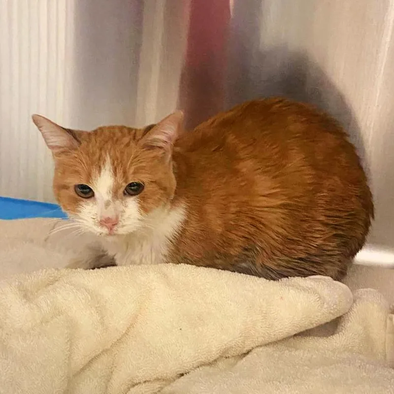 An adult medium-sized female Orange & White Domestic Short Hair cat named Jammy for adoption in Chicago, IL