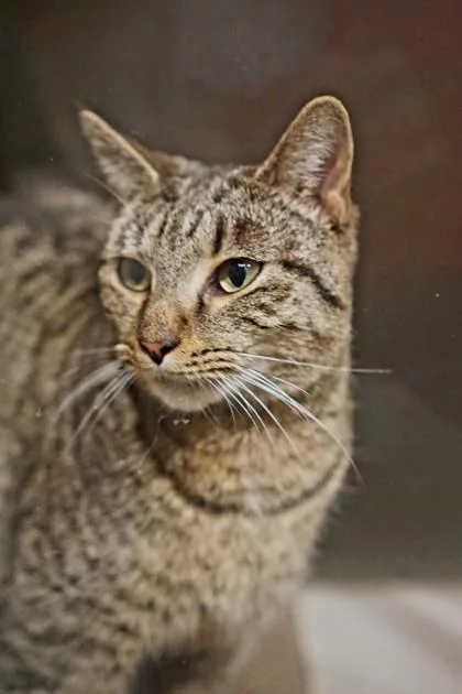 An adult small-sized female Domestic Short Hair cat named Jada for adoption in Washington, DC