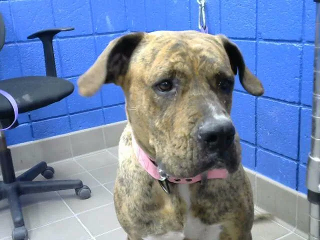 An adult medium-sized female Mastiff dog named Kiara for adoption in Albuquerque, NM