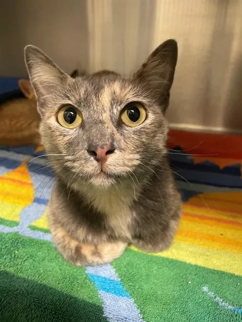 A young small-sized female Domestic Short Hair cat named Dusti for adoption in Lees Summit, MO