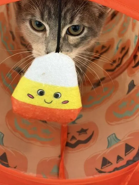 A baby medium-sized female Gray / Blue / Silver Domestic Short Hair cat named Ash for adoption in Herndon, VA