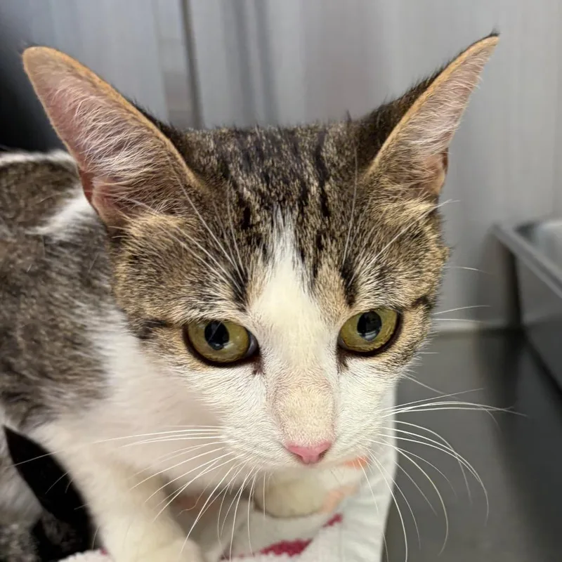 An adult medium-sized female Brown / Chocolate Domestic Short Hair cat named Jayla for adoption in Scituate, MA