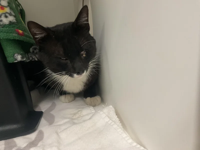An adult large-sized male Domestic Short Hair cat named Tyson for adoption in Ontario, CA