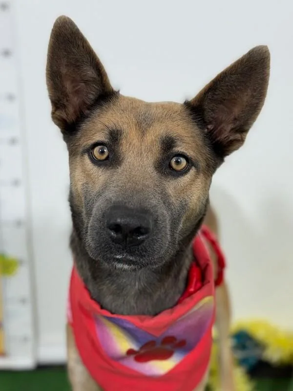 A young medium-sized female Brown / Chocolate Belgian Shepherd / Malinois dog named Sundae for adoption in Carlsbad, CA