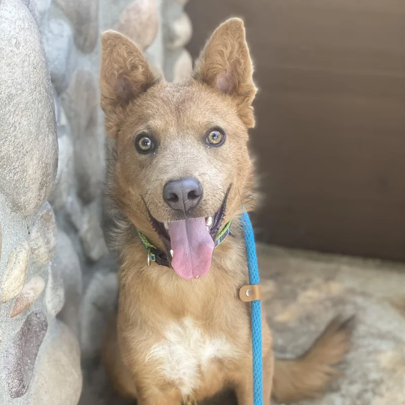 Wiley Coyote