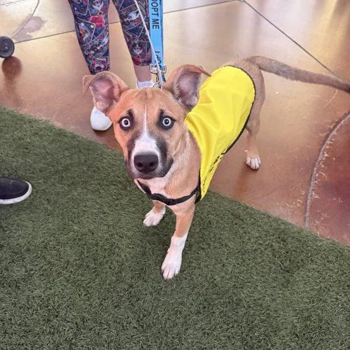 A baby small-sized female Yellow / Tan / Blond / Fawn Labrador Retriever dog named Luna for adoption in Glendale, AZ