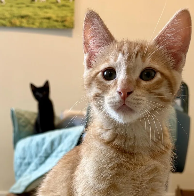 A baby large-sized male Tabby (Orange / Red) Domestic Short Hair cat named Eggman and Walrus for adoption in Seattle, WA