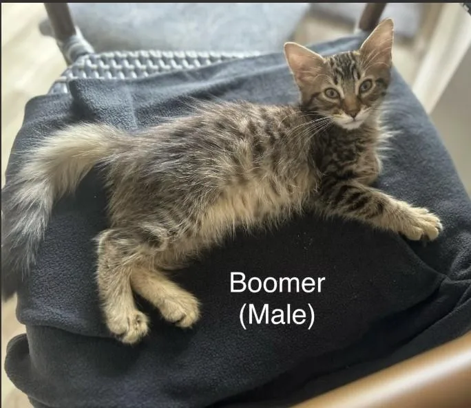 A baby small-sized male Tabby (Brown / Chocolate) Domestic Short Hair cat named Boomer for adoption in Sumterville, FL