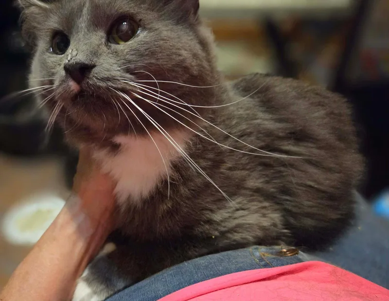 An adult medium-sized male Gray & White Maine Coon cat named Jess for adoption in Hockessin, DE