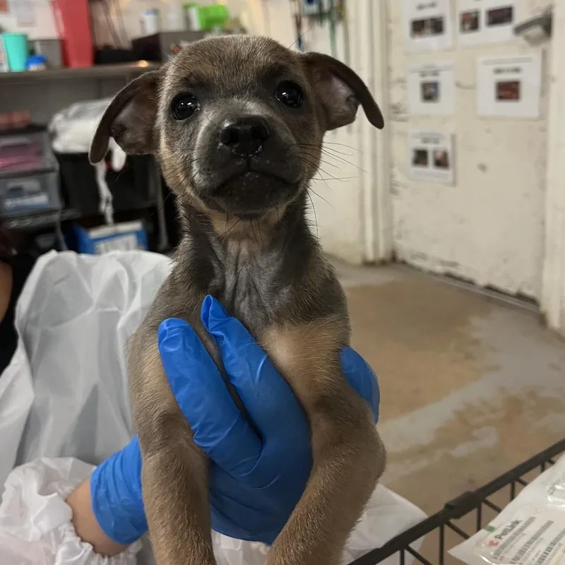 A baby small-sized female Brown / Chocolate Chihuahua dog named Jessie for adoption in Edinburg, TX