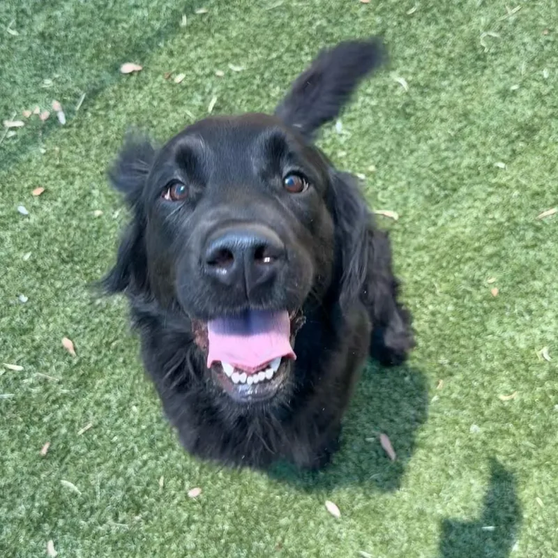 An adult large-sized female Black Flat-Coated Retriever dog named Shasta for adoption in Hopkinton, MA