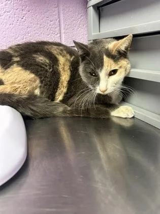 A senior medium-sized female Gray / Blue / Silver Domestic Short Hair cat named Cali for adoption in El Paso, TX