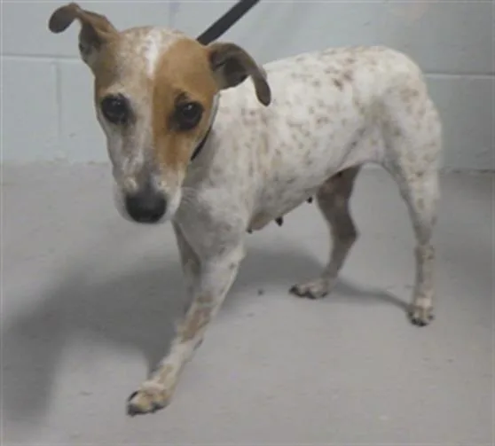 A young small-sized female Parson Russell Terrier dog named Freckles for adoption in Augusta, GA
