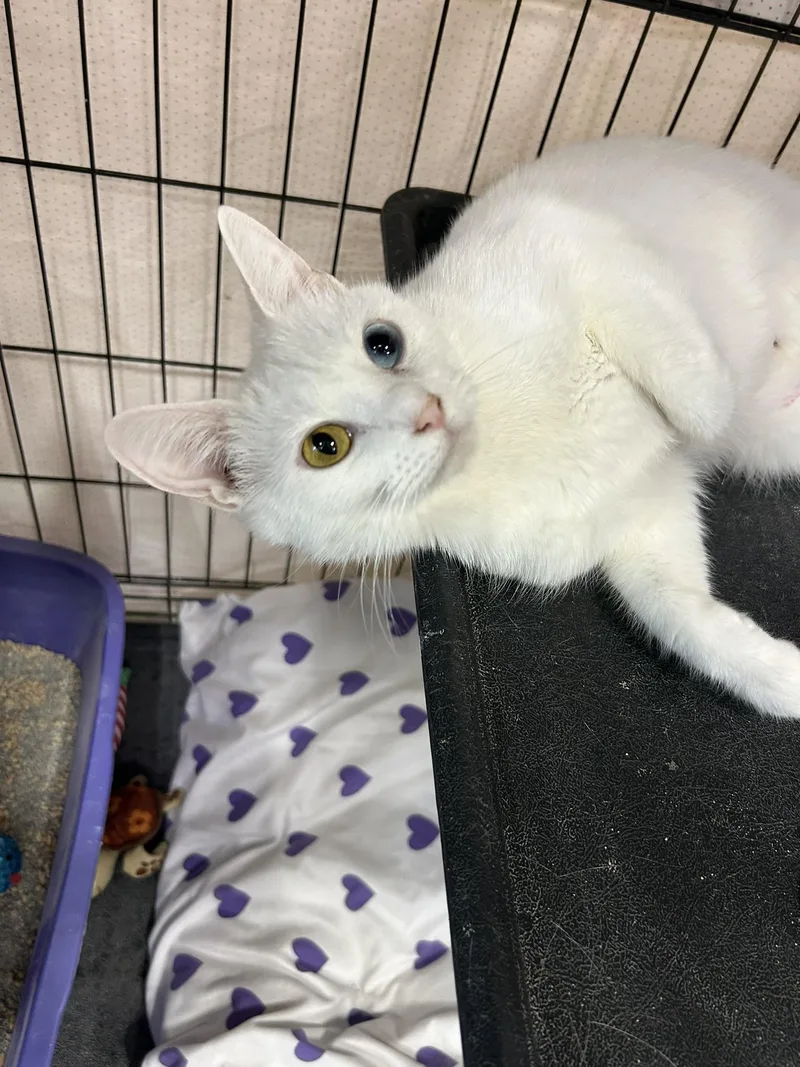 An adult medium-sized female White Domestic Short Hair cat named Chromea for adoption in Mokena, IL
