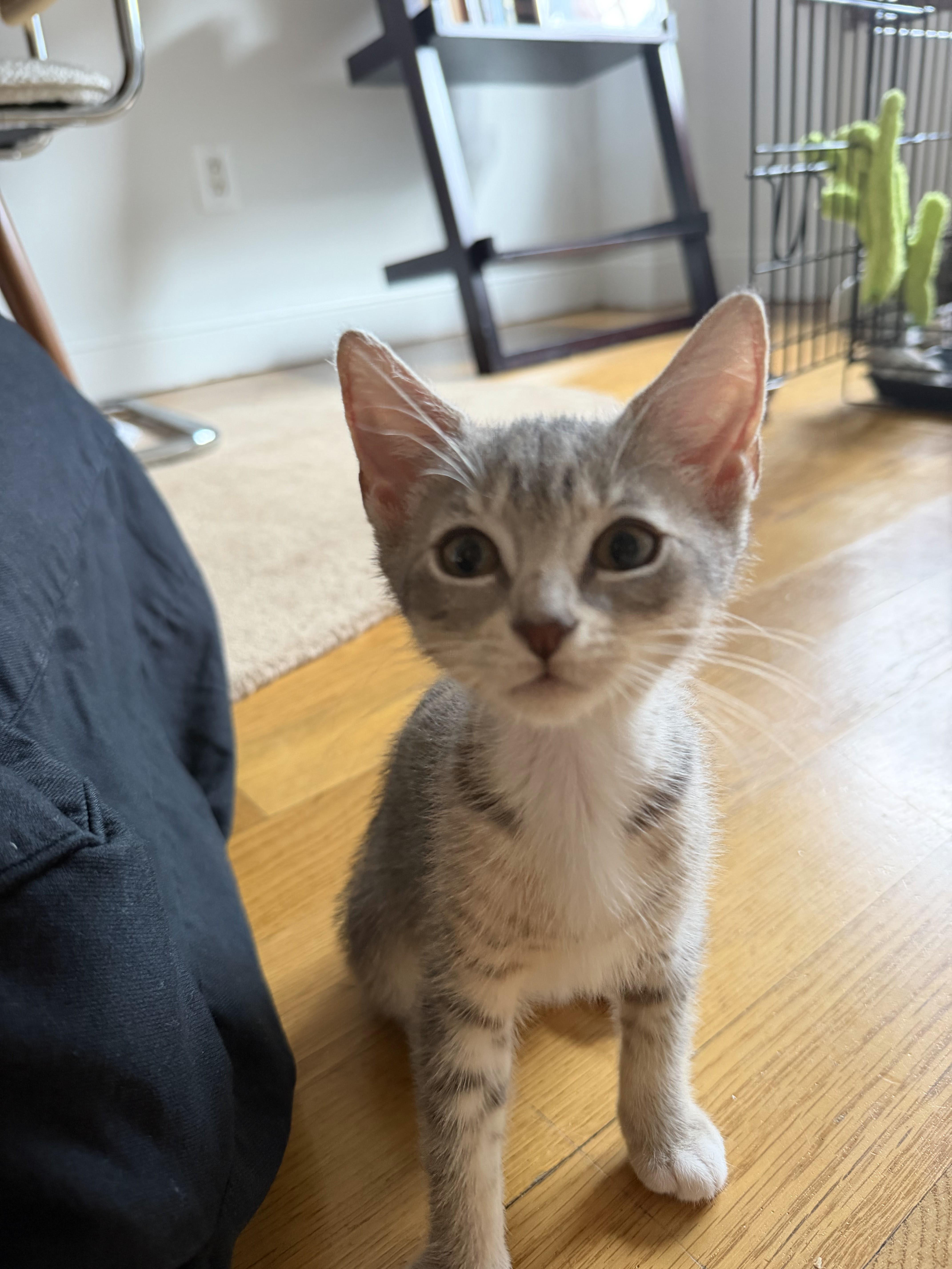 A baby small-sized male Tabby (Buff / Tan / Fawn) Domestic Short Hair cat named Millie Tabby Brown & for adoption in brooklyn, NY