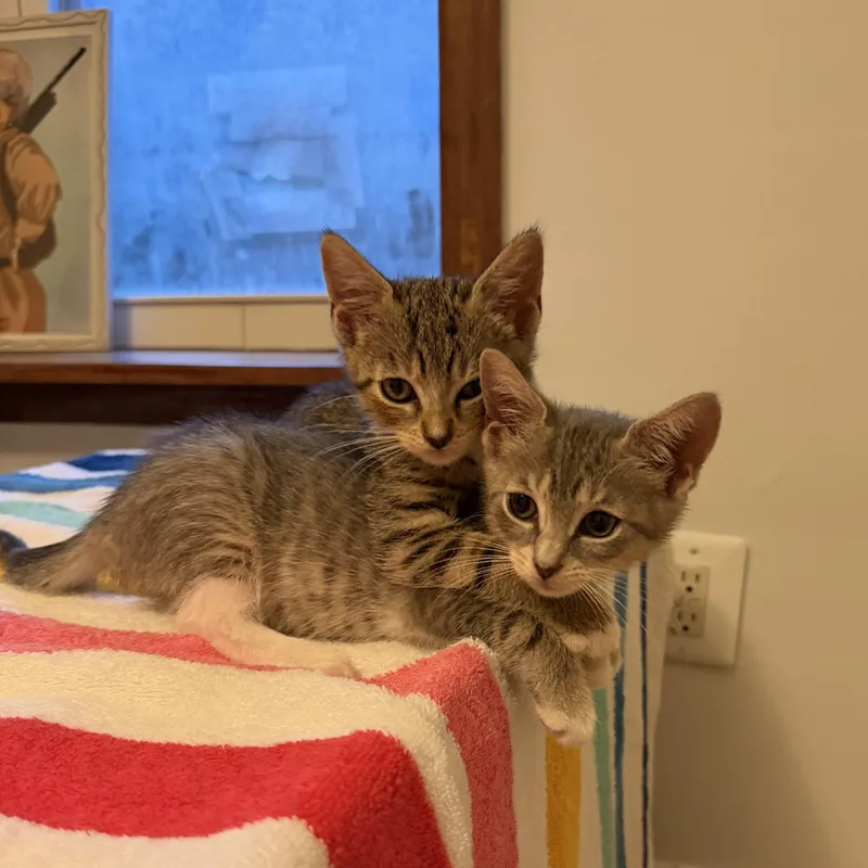 Millie Tabby Brown & thumbnail 3