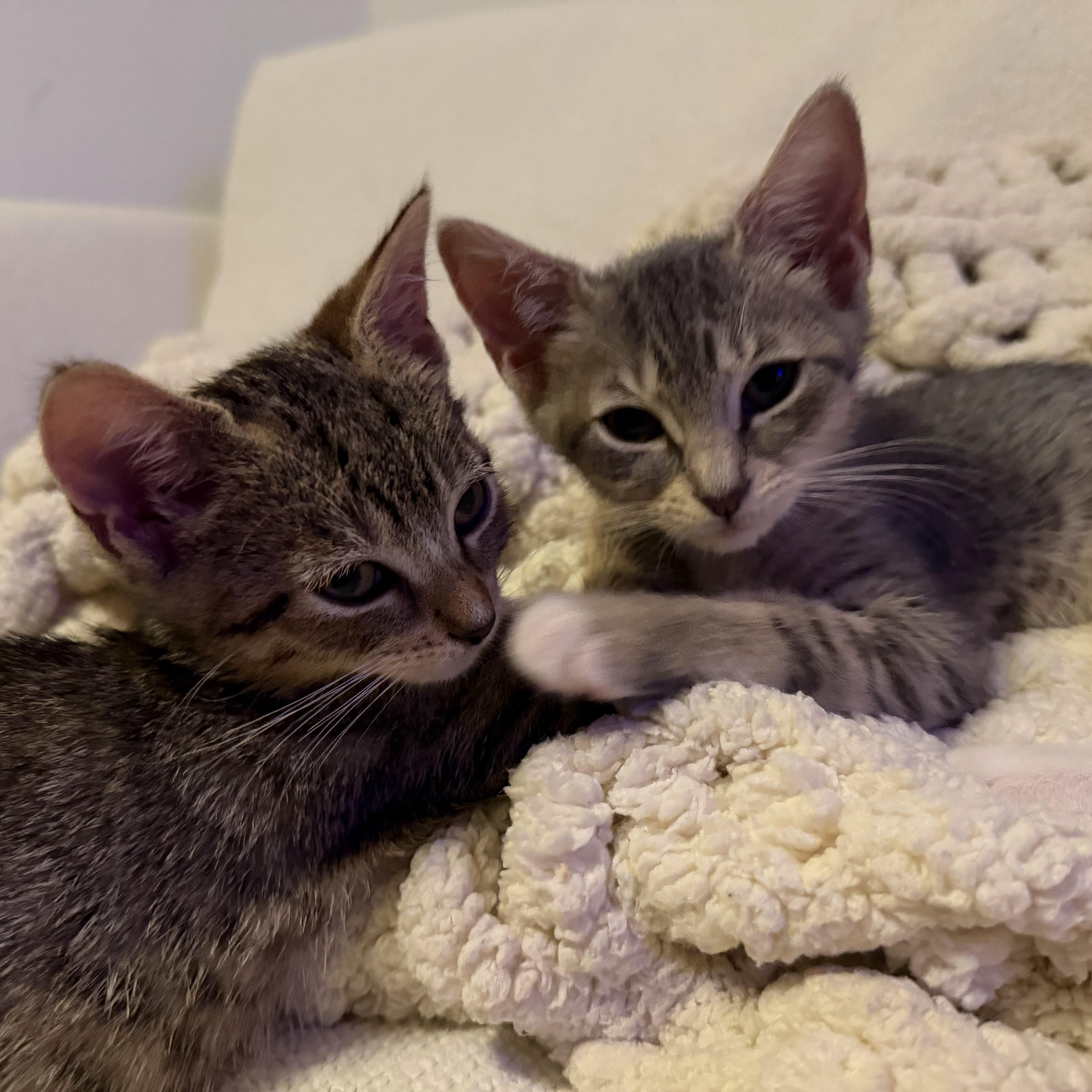 Millie Tabby Brown & thumbnail 4