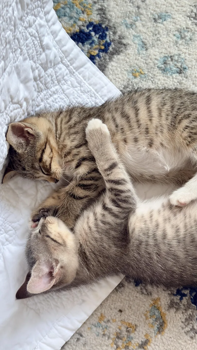Millie Tabby Brown & thumbnail 6