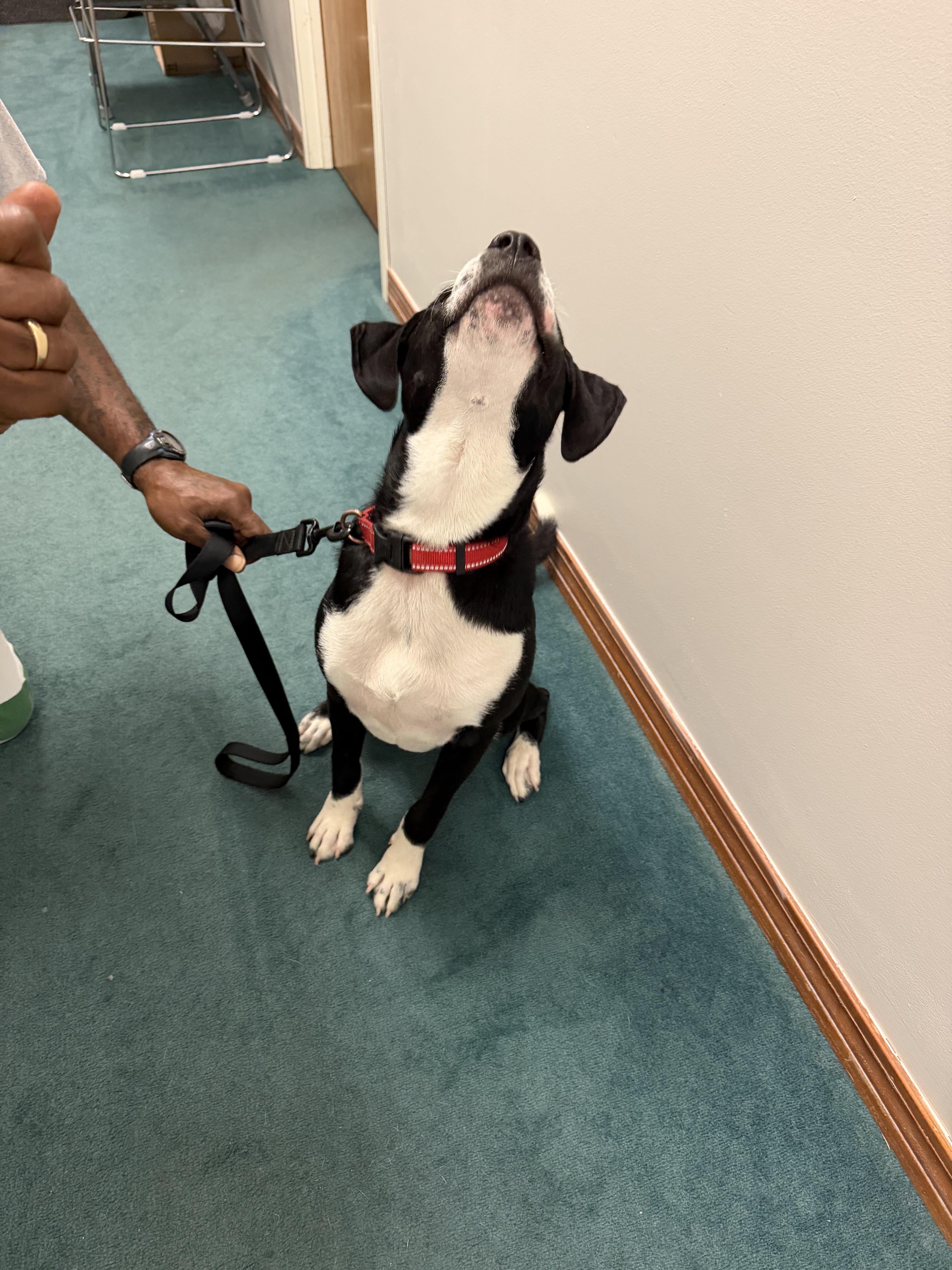 A young large-sized male Black Border Collie dog named Max for adoption in Semmes, AL