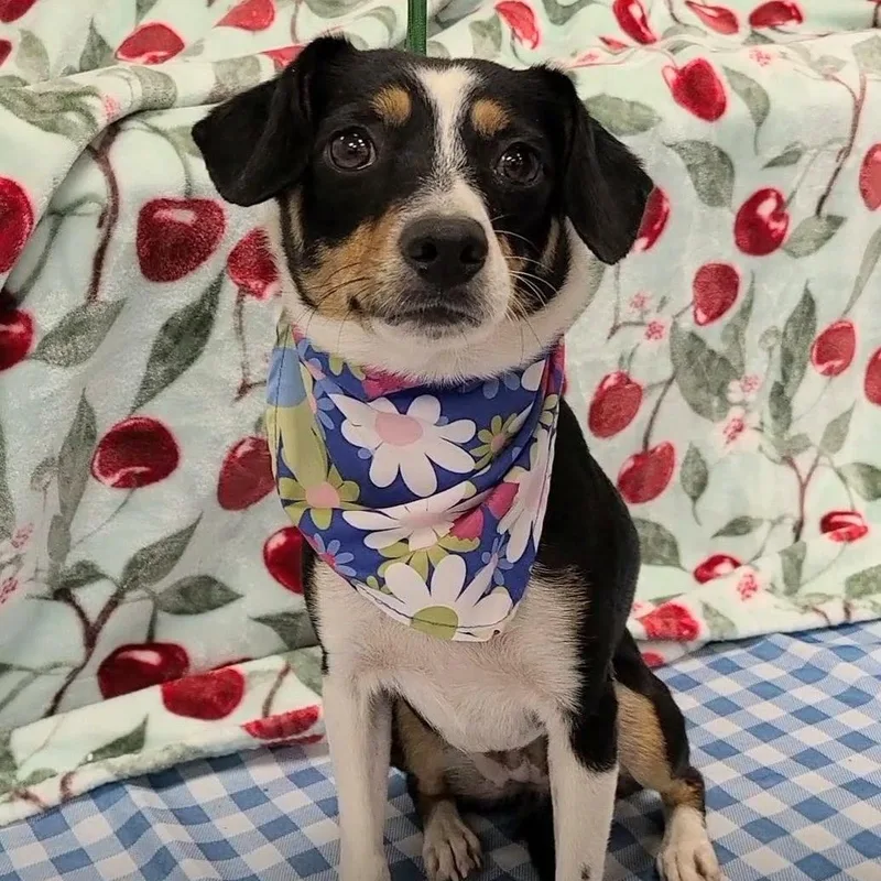 An adult small-sized female Tricolor (Brown, Black, & White) Miniature Pinscher dog named Cavatappi for adoption in Woolwich, ME