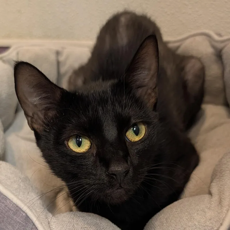 An adult medium-sized female Black Domestic Short Hair cat named Meredith for adoption in Long Beach, CA