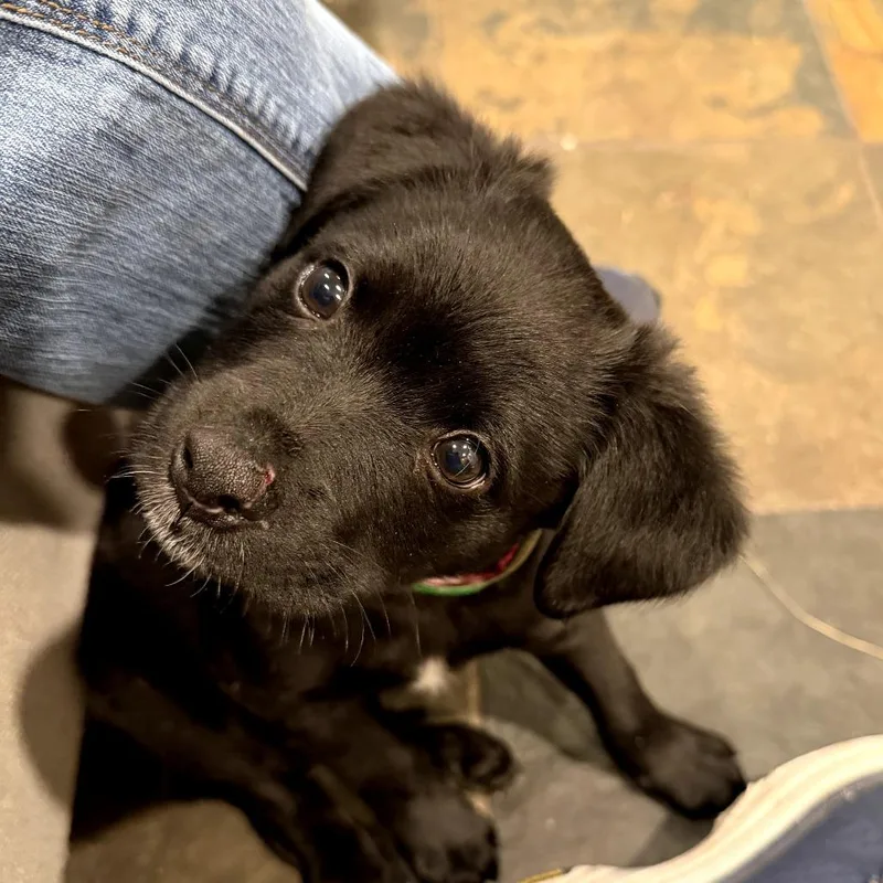 A baby small-sized male Black Border Collie dog named Cayenne for adoption in Briarcliff Manor, NY