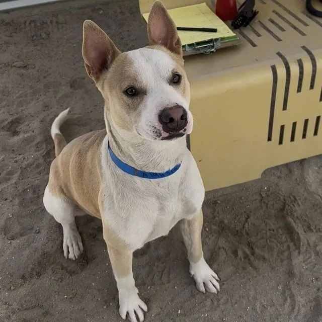 A young medium-sized male Pit Bull Terrier dog named Tanner for adoption in Thousand Palms, CA
