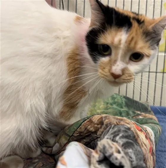 A young medium-sized female Domestic Short Hair cat named Stella for adoption in Peoria, IL
