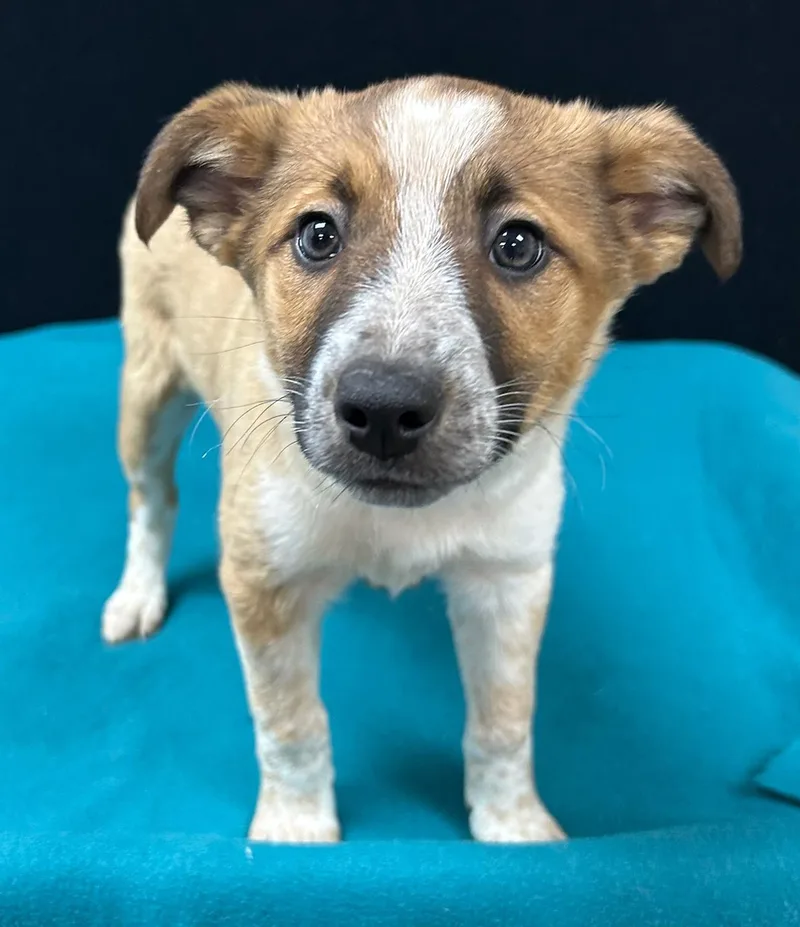 Pinkie Pie thumbnail 2