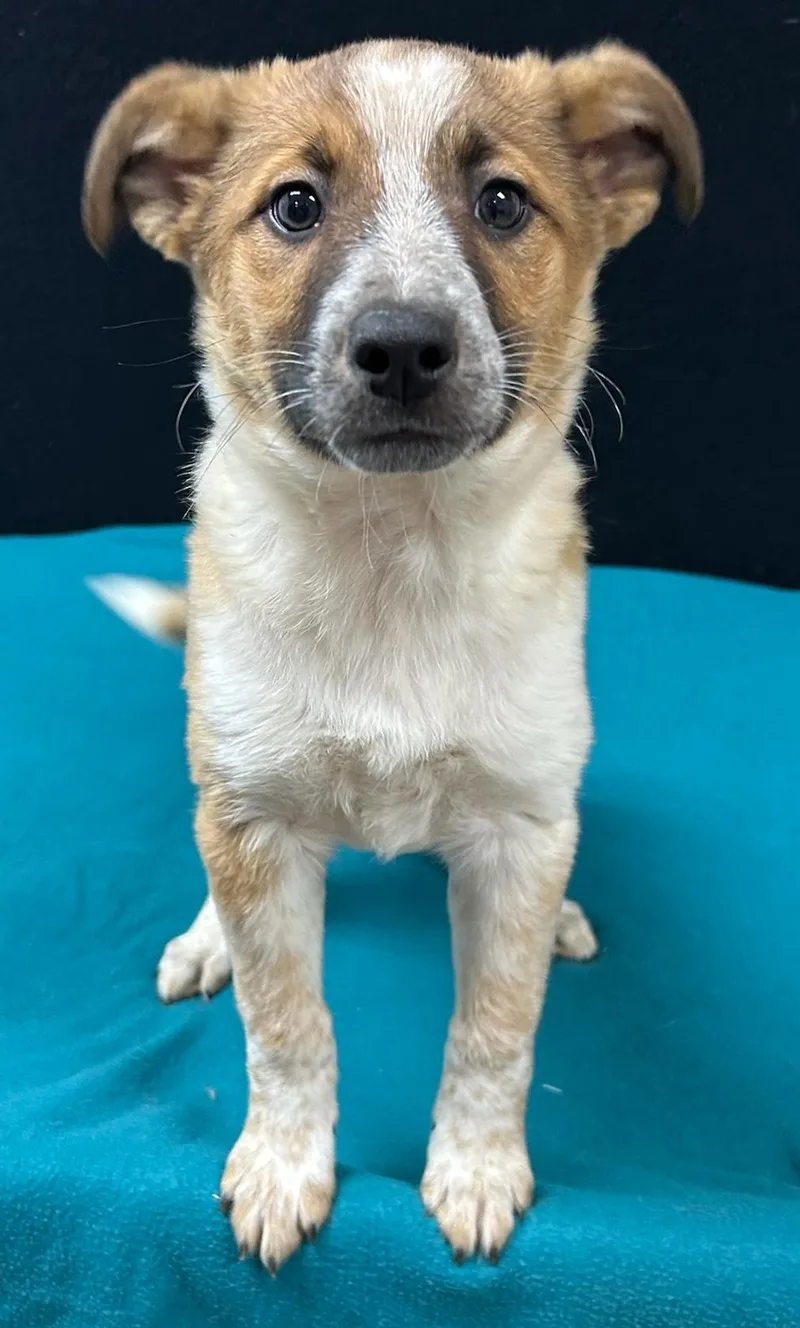 Pinkie Pie thumbnail 3