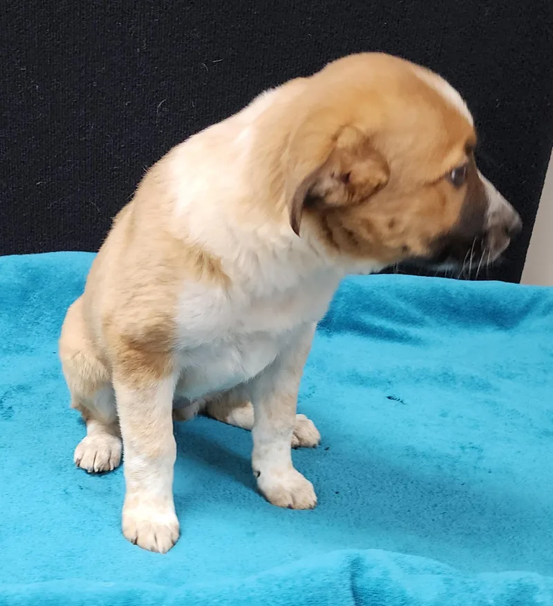 Pinkie Pie thumbnail 4