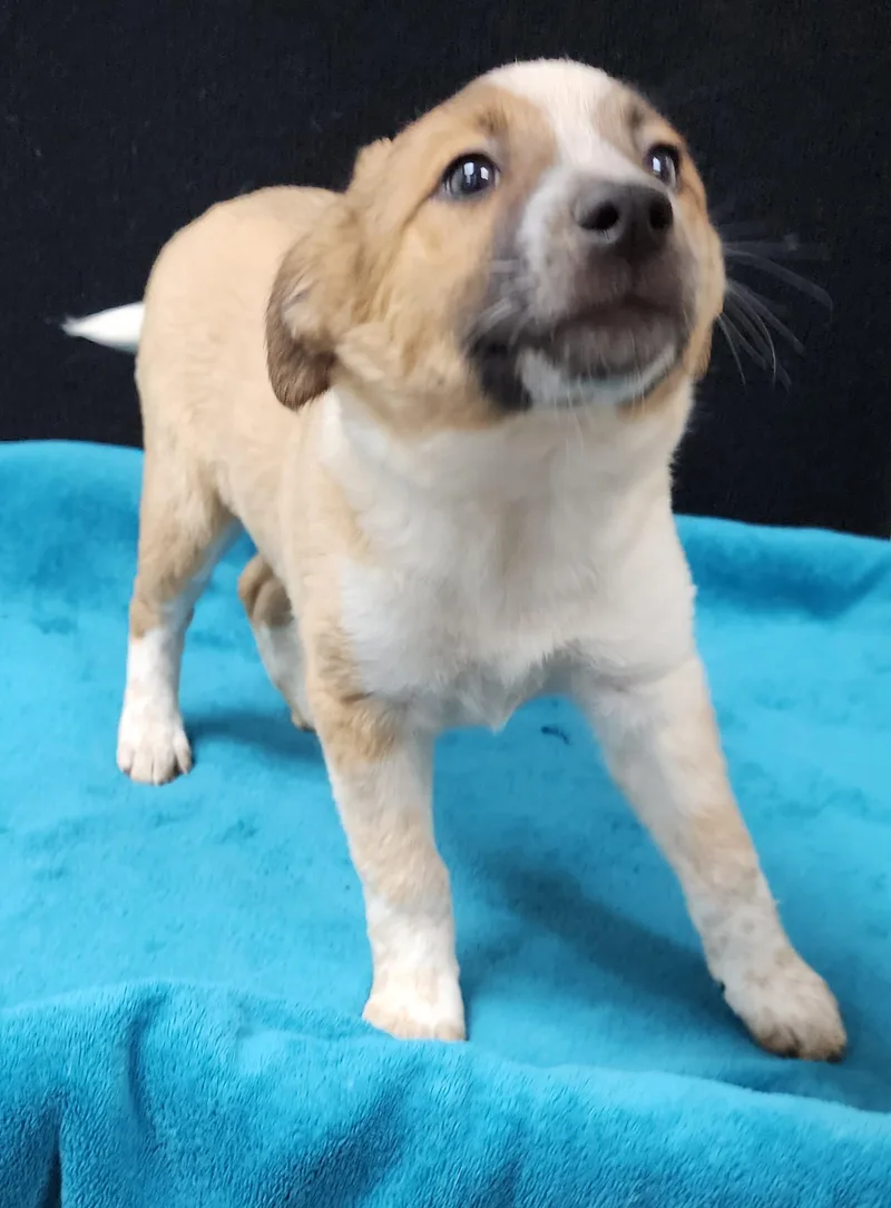 Pinkie Pie thumbnail 5